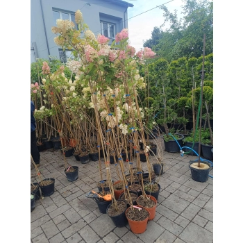 HORTENSJA NA PNIU różowo-kremowa NA WIELOPNIU - sadzonki 130 / 160 cm